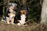 BERGER AUSTRALIEN - ADULT & PUPPY 079
